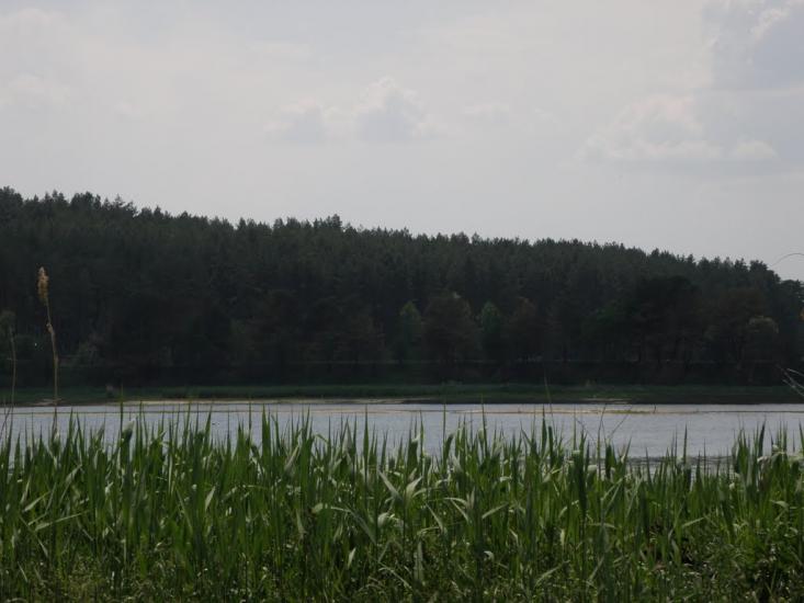 Лісне з panoramio.com - Лісне