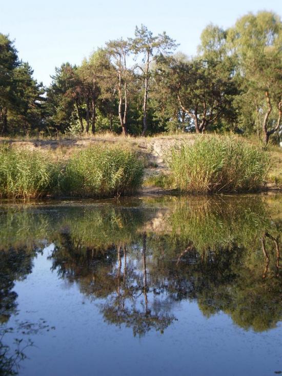 Червона Слобода з panoramio.com - Червона Слобода