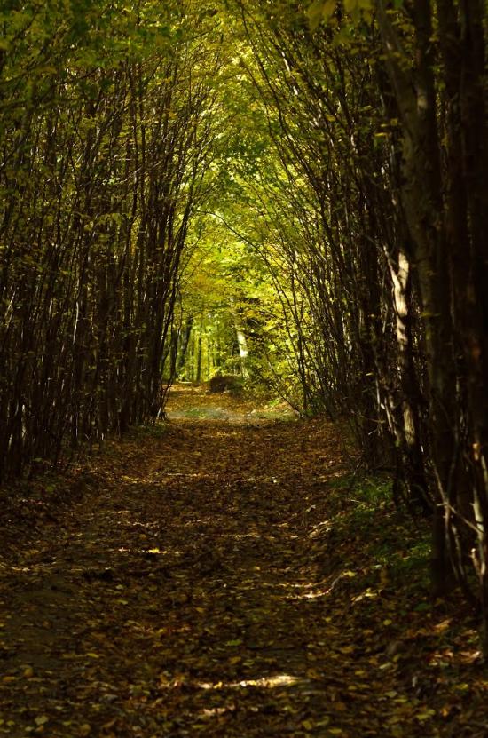 Кровинка з panoramio.com - Кровинка