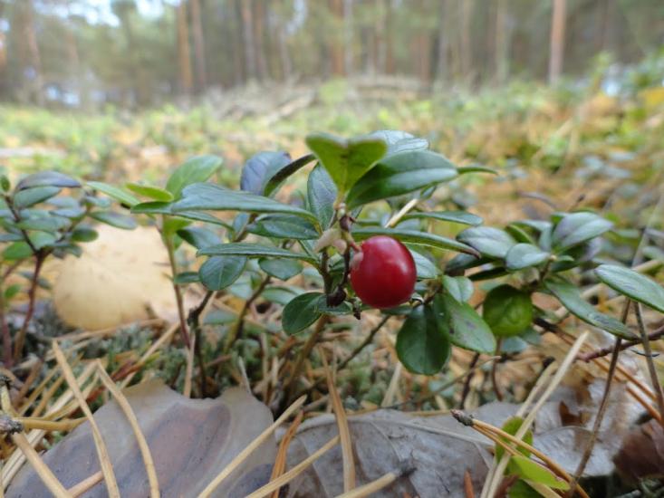 Градиськ з panoramio.com - Градиск