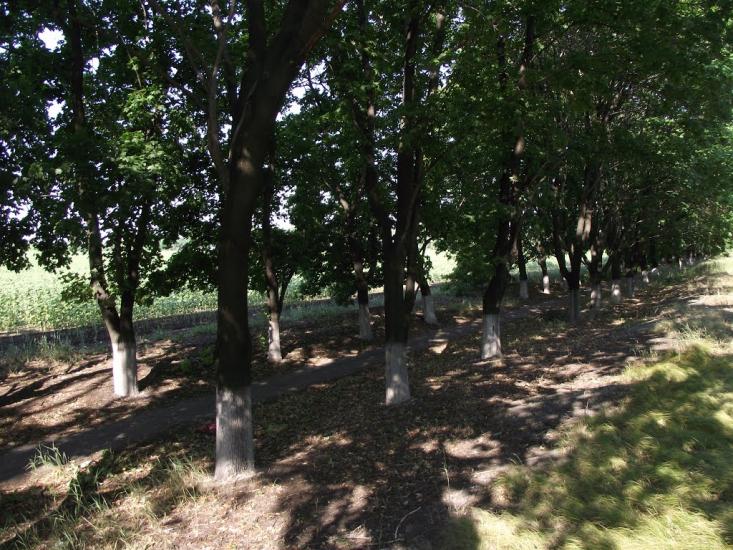 Родинське з panoramio.com - Родинское