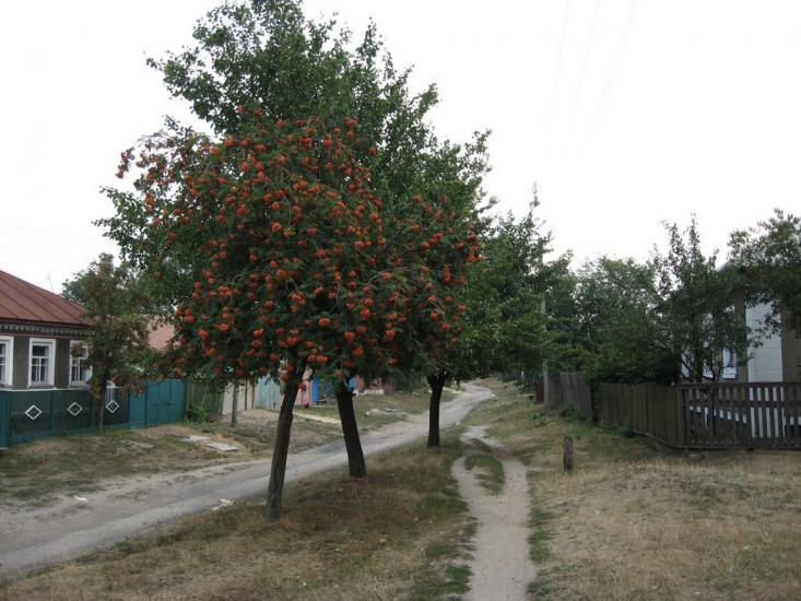 Вороніж з panoramio.com - Воронеж