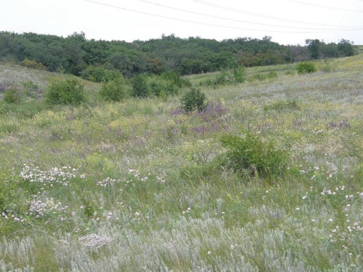 Новозванівка з panoramio.com - Новозвановка