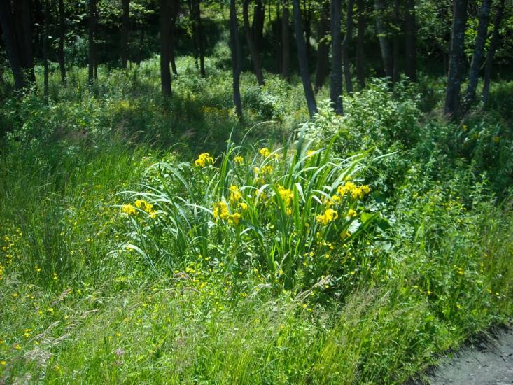 Кошари з panoramio.com - Кошари
