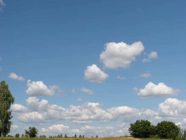 Вільха з panoramio.com - Вільха