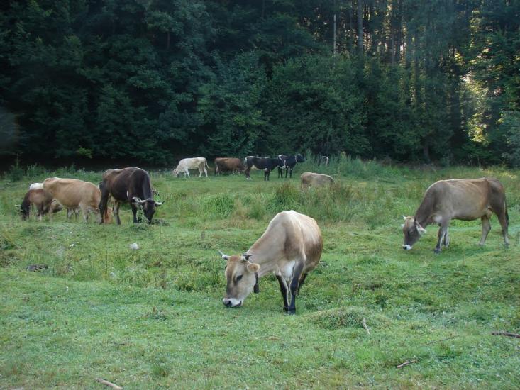 Люта з panoramio.com - Люта