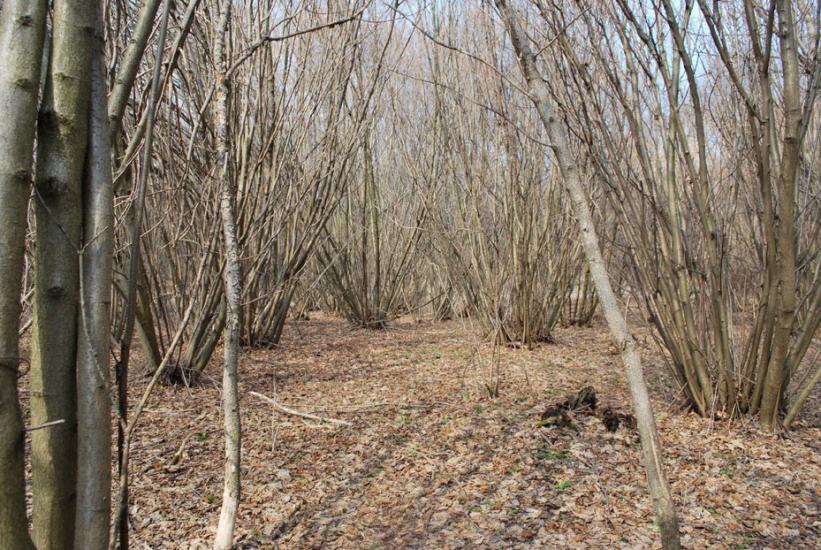 Кийлів з panoramio.com - Кийлов