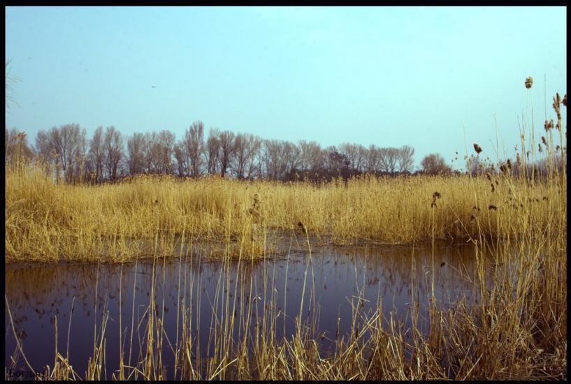 Леськи з panoramio.com - Леськи