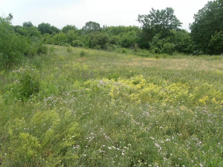 Новозванівка з panoramio.com - Новозвановка