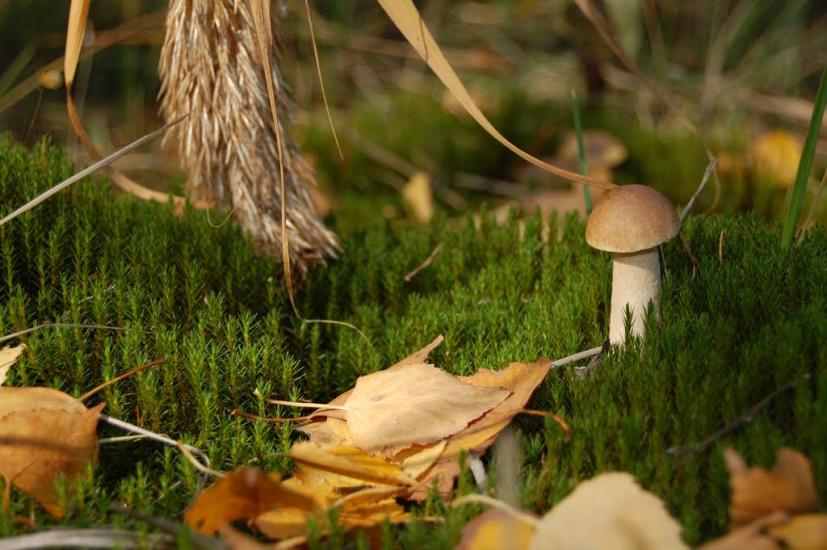 Леськи з panoramio.com - Леськи