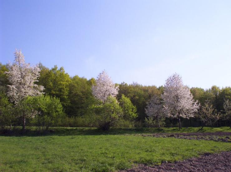 Горошівці з panoramio.com - Горошівці
