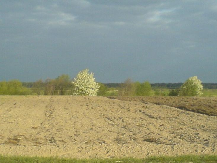 Куликовичі з panoramio.com - Куликовичі