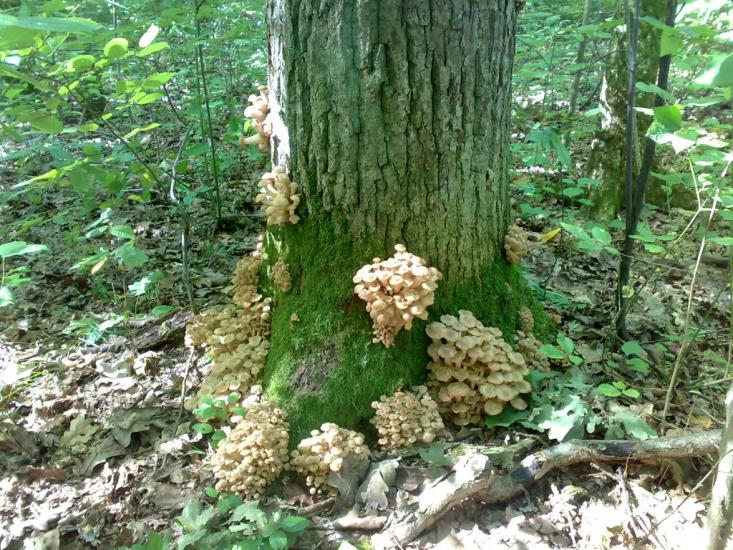 Чомонин з panoramio.com - Чомонин