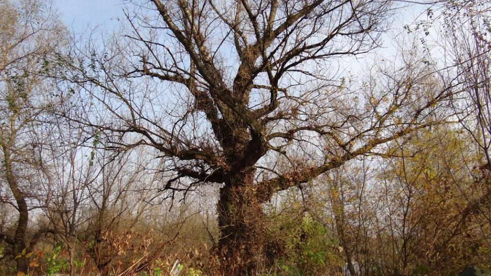 Бедевля з panoramio.com - Бедевля
