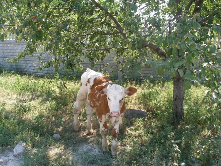 Радянське з panoramio.com - Радянское