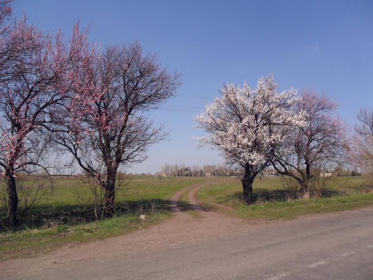 Суха Балка з panoramio.com - Суха Балка