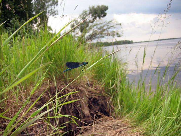 Сорокошичі з panoramio.com - Сорокошичи