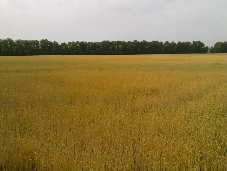 Заїзд з panoramio.com - Заїзд