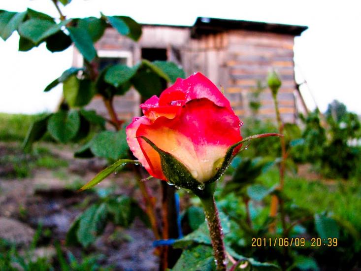 Великий Житин з panoramio.com - Великий Житин