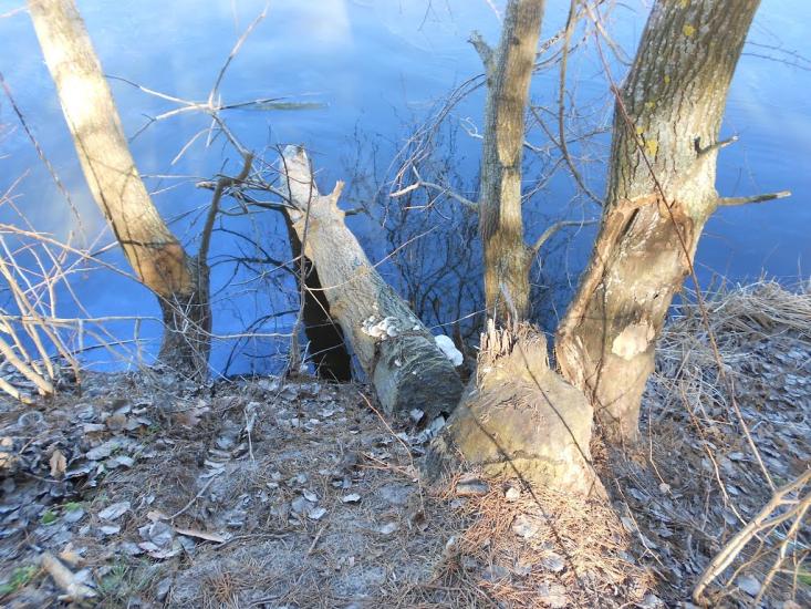 Чапаєвка з panoramio.com - Чапаевка