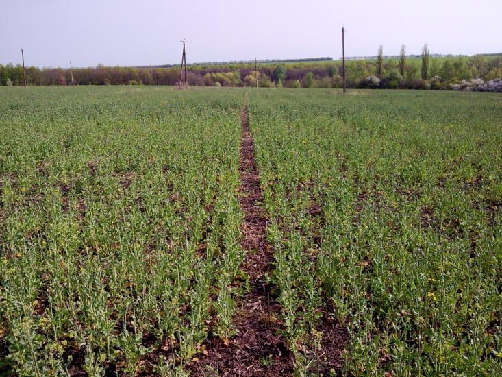 Веселівка з panoramio.com - Веселівка