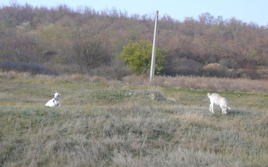 Козлове з panoramio.com - Козлове