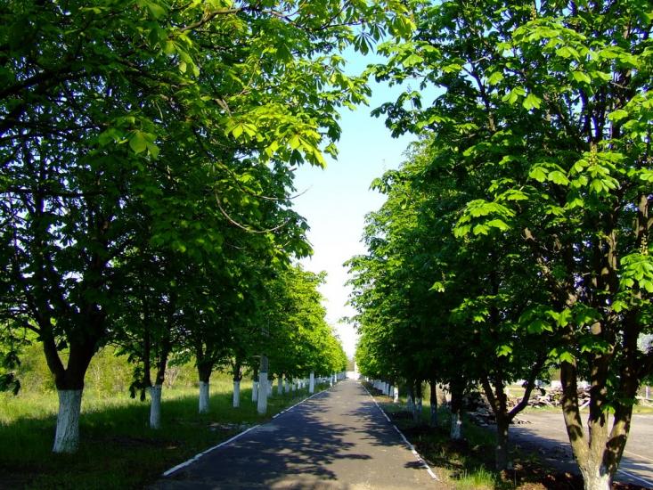 Антонівка з panoramio.com - Antonivka