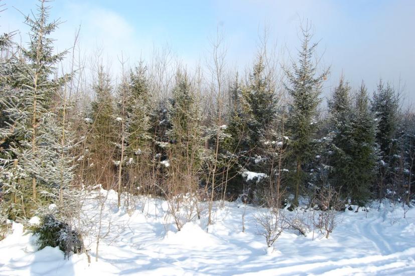 Добринівці з panoramio.com - Dobrynivtsi