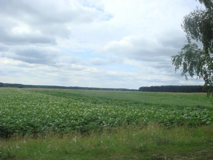 Куликовичі з panoramio.com - Куликовичі