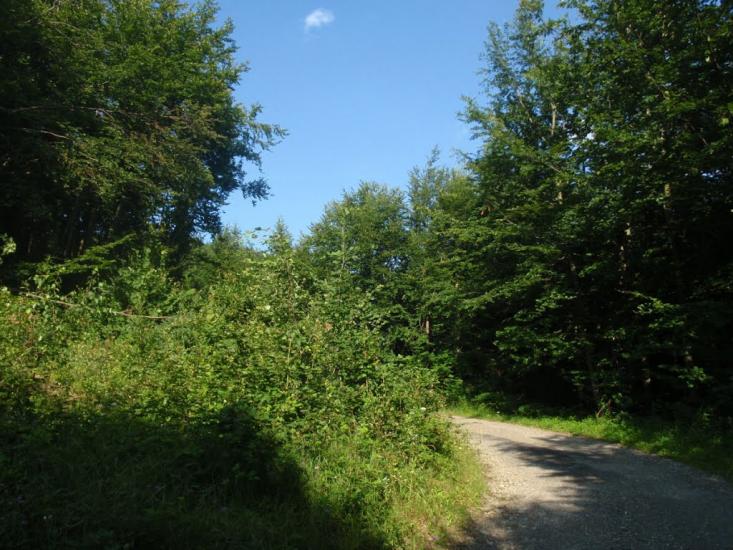 Княгиня з panoramio.com - Княгиня