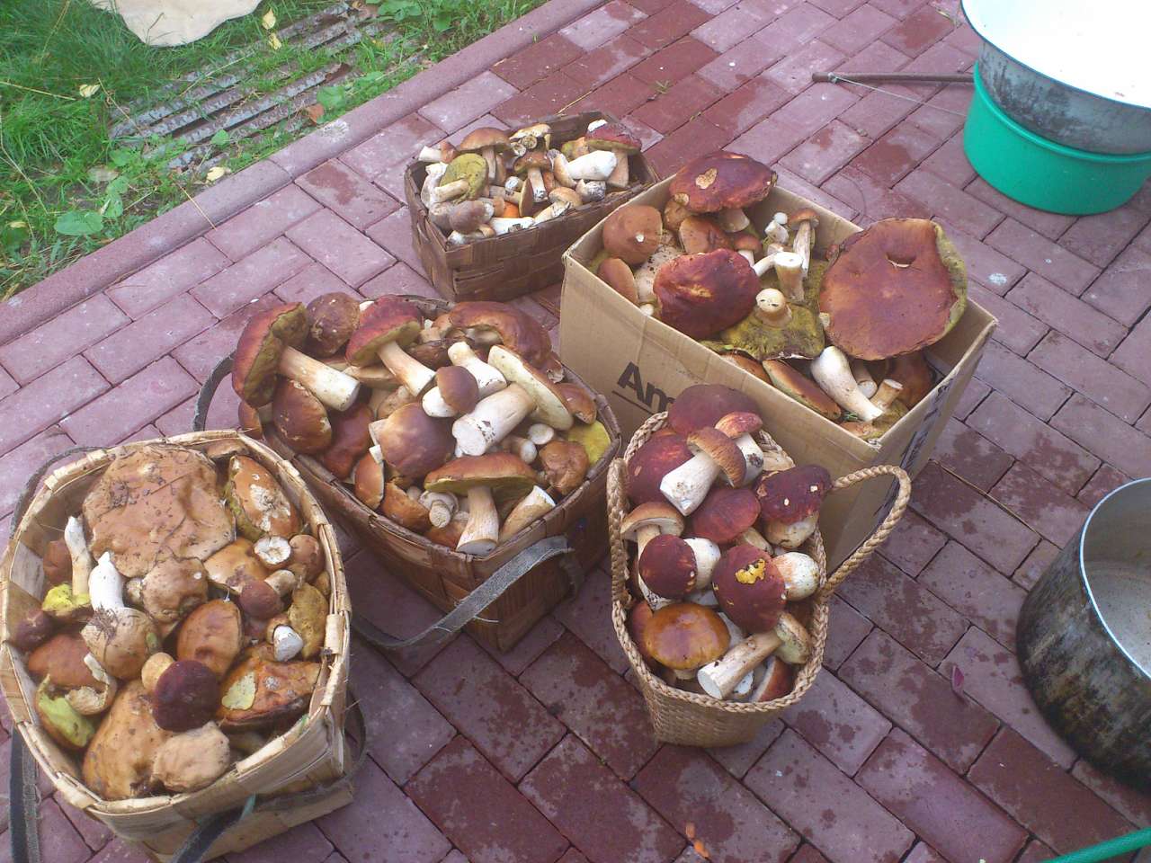 Грибной год - Тхорин