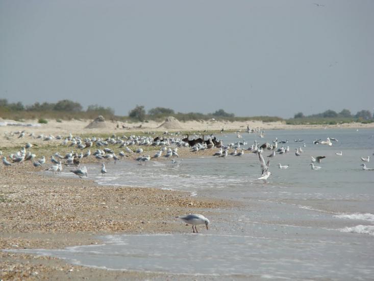 Лиман з panoramio.com - Лиман