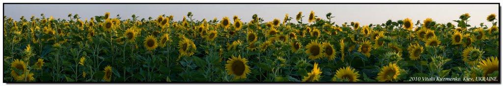 Саморідня з panoramio.com - Саморідня