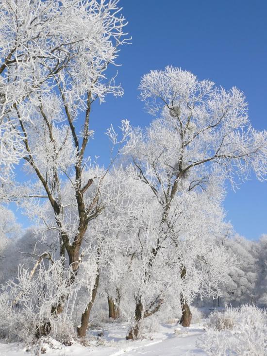 Завишень з panoramio.com - Завишень