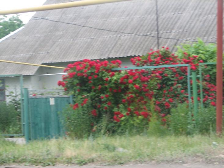 Первомайськ з panoramio.com - Первомайськ