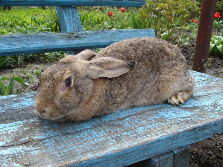 Трушки з panoramio.com - Трушки