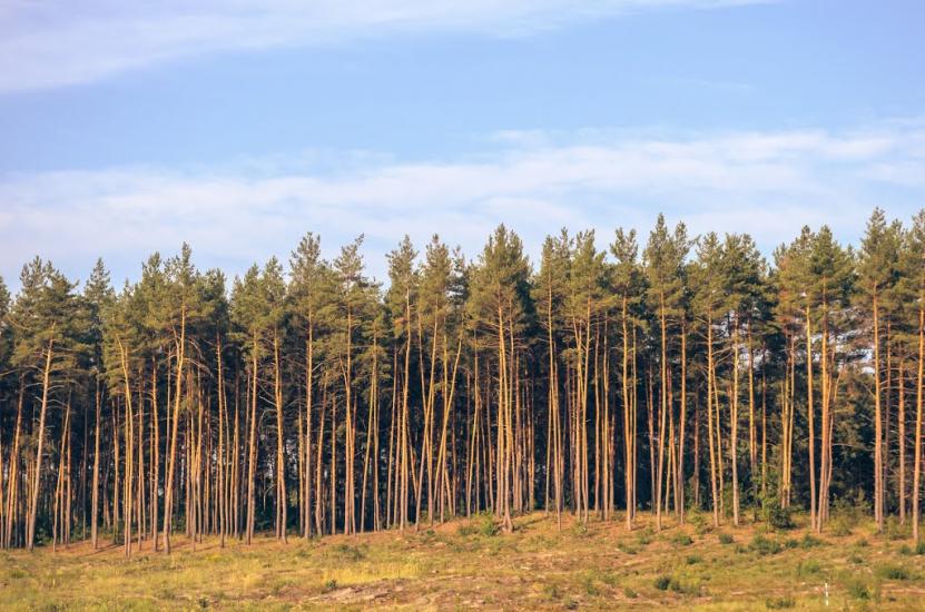 Пристанційне з panoramio.com - Пристанційне