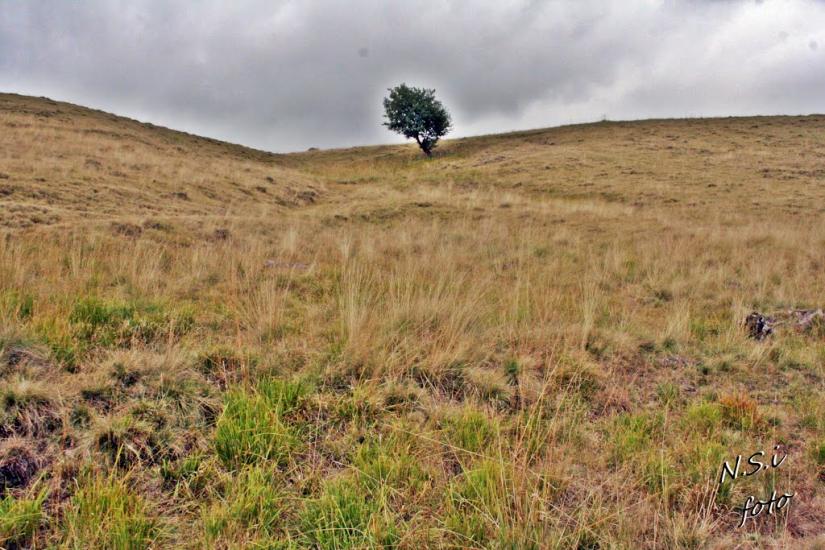 Бедевля з panoramio.com - Бедевля