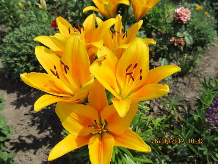 Козельщина з panoramio.com - Козельщина