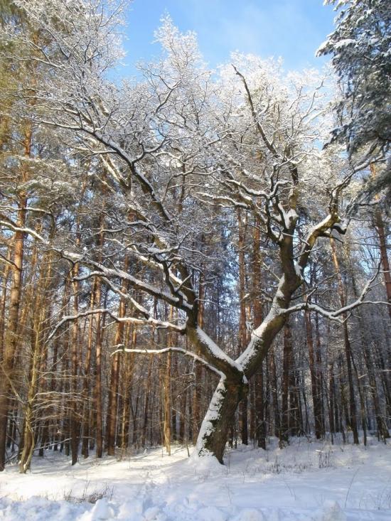 Костопіль з panoramio.com - Костополь