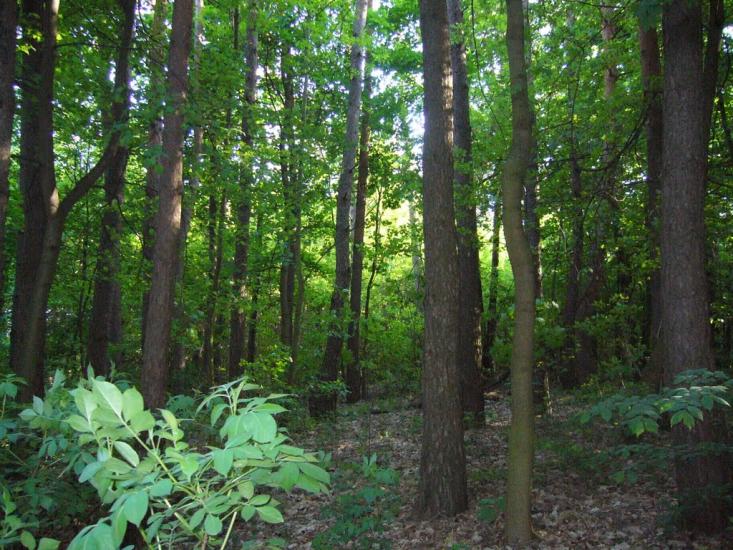 Велика Чернявка з panoramio.com - Велика Чернявка