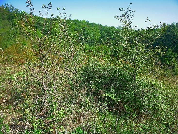 Високе з panoramio.com - Высокое