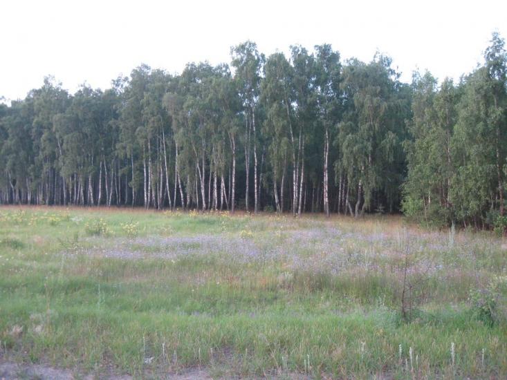 Дітинець з panoramio.com - Дітинець