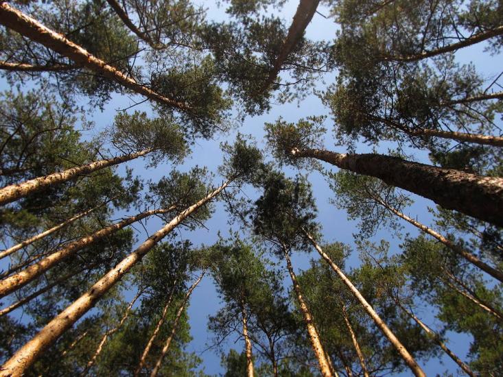 Райгородок з panoramio.com - Raygorodok