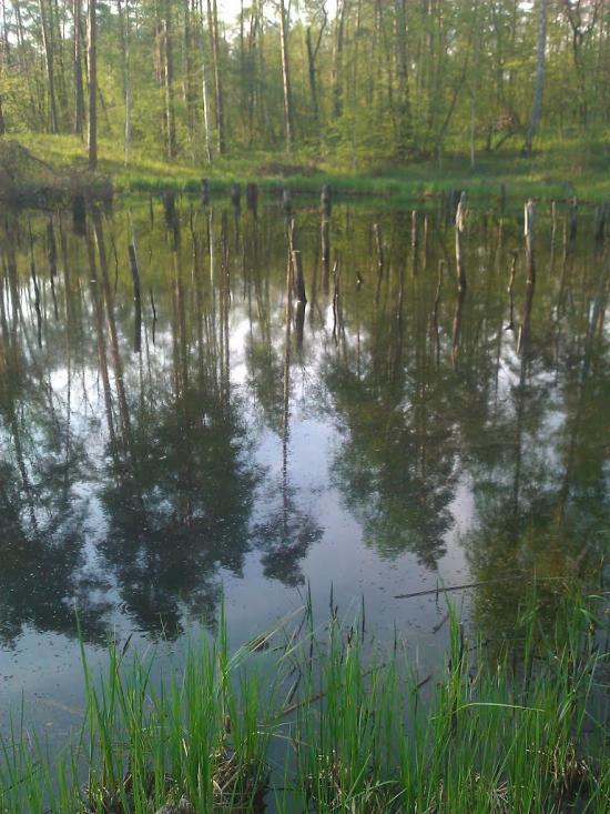 Ліпляве з panoramio.com - Лепляво