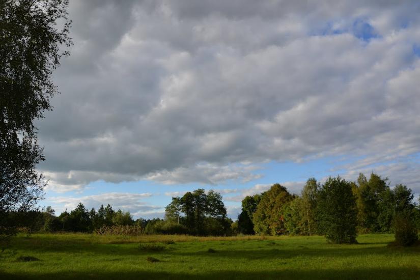 Вільха з panoramio.com - Ольха