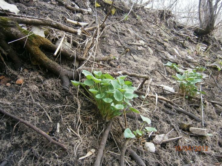 Колядівка з panoramio.com - Kolyadivka