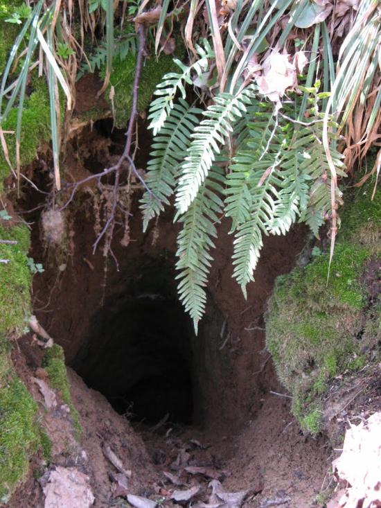 Тязів з panoramio.com - Тязев