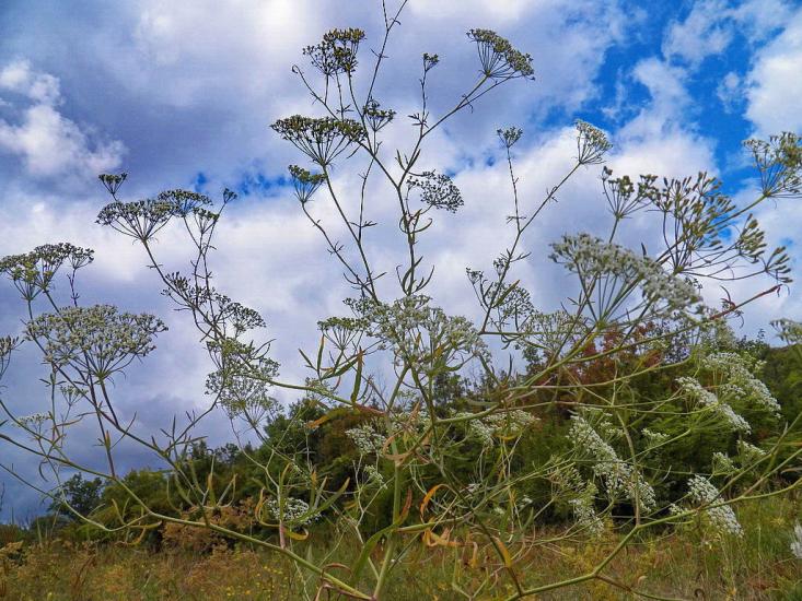 Чорнухине з panoramio.com - Чернухино