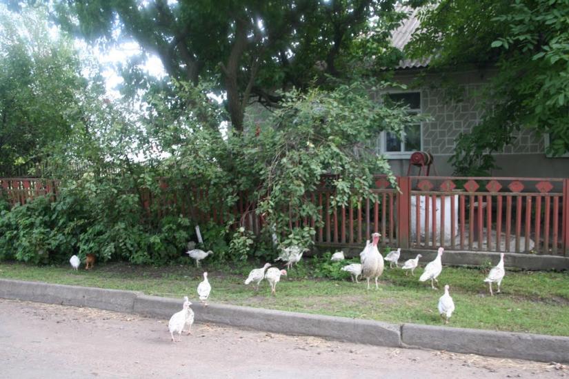 Плетений Ташлик з panoramio.com - Плетений Ташлик
